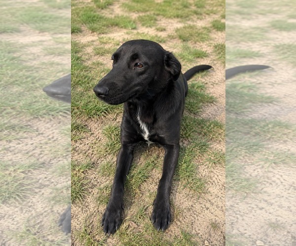 Medium Photo #4 Mutt Puppy For Sale in Thomasville, NC, USA