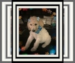 Small #4 Poodle (Standard)