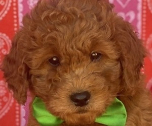 Goldendoodle (Miniature) Puppy for sale in LANCASTER, PA, USA