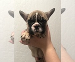 Small Photo #5 French Bulldog Puppy For Sale in NEVADA CITY, CA, USA