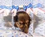 Small #2 Yorkshire Terrier