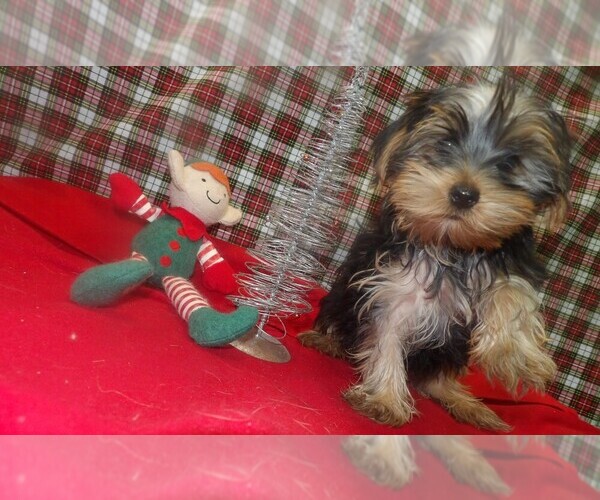 Medium Photo #1 Yorkshire Terrier Puppy For Sale in PATERSON, NJ, USA