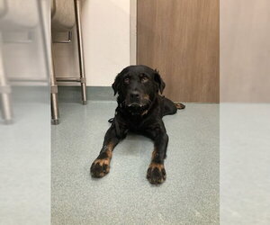 Labrottie Dogs for adoption in Baytown, TX, USA