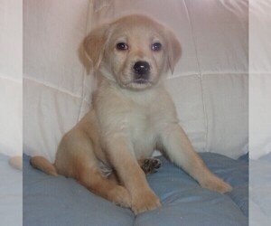 Labrador Retriever Puppy for sale in CALIENTE, CA, USA