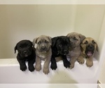 Small Photo #42 Cane Corso Puppy For Sale in BELGRADE, MT, USA