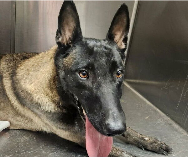 Medium Photo #1 Mutt Puppy For Sale in Imlay City, MI, USA