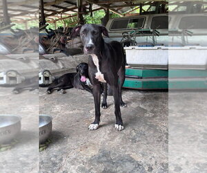Great Dane Dogs for adoption in Bullard, TX, USA