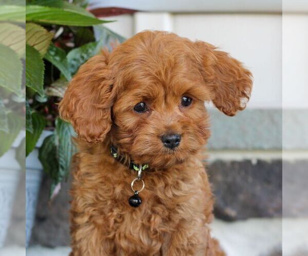 Medium Photo #2 Cavapoo Puppy For Sale in EAST EARL, PA, USA