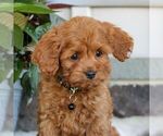 Small Photo #2 Cavapoo Puppy For Sale in EAST EARL, PA, USA