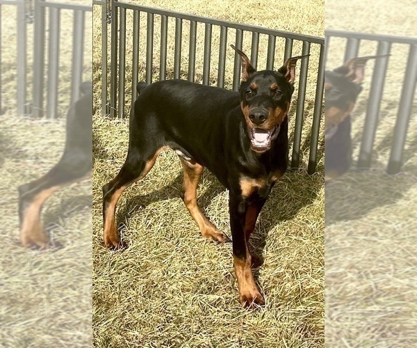 Medium Photo #2 Doberman Pinscher Puppy For Sale in WARSAW, IN, USA
