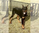 Small #1 Doberman Pinscher