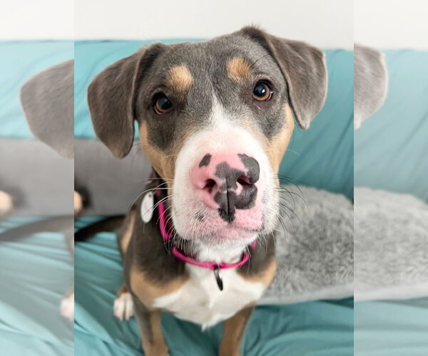 Medium Photo #3 Mountain Cur-Unknown Mix Puppy For Sale in Rockaway, NJ, USA