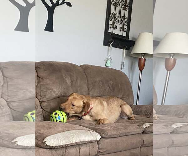 Medium Photo #2 Labrador Retriever-Unknown Mix Puppy For Sale in Plainfield, IL, USA