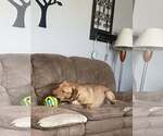 Small #1 Labrador Retriever Mix