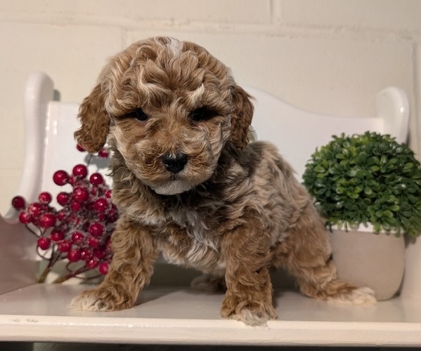 Medium Photo #46 Poodle (Miniature) Puppy For Sale in GOSHEN, IN, USA