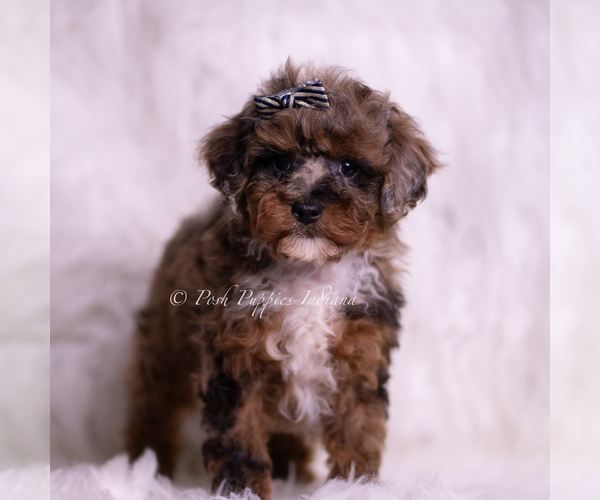 Medium Photo #3 Poodle (Toy) Puppy For Sale in WARSAW, IN, USA