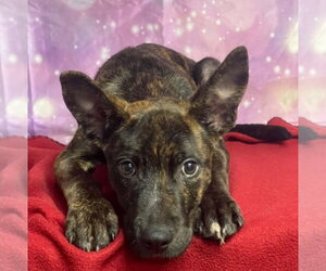 Fizz - Male Mutt Dog for Adoption - Photo #2