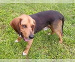 Small #5 Beagle