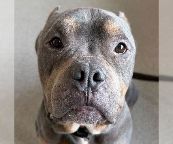 Medium Photo #5 Mutt Puppy For Sale in Jefferson, WI, USA