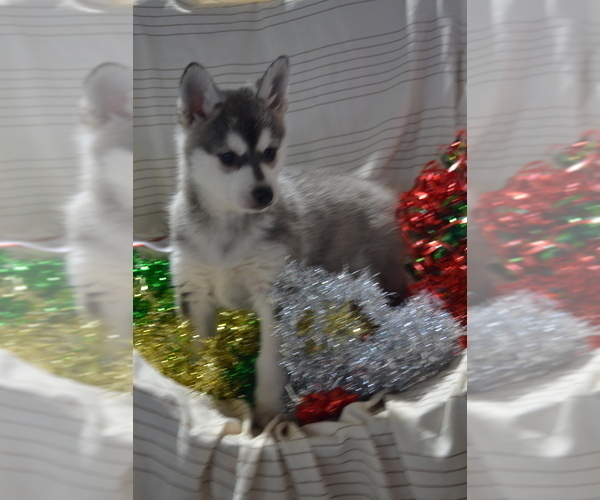Medium Photo #3 Alaskan Klee Kai Puppy For Sale in GREENWOOD, WI, USA