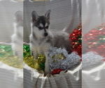 Small #2 Alaskan Klee Kai