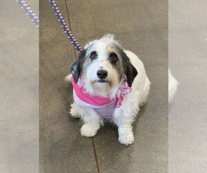 Basset Hound-Petit Basset Griffon Vendeen Mix Dogs for adoption in Omaha, NE, USA