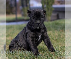 Cane Corso Puppy for sale in EAST EARL, PA, USA