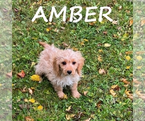 Medium Photo #1 Cavapoo (Miniature) Puppy For Sale in HARTLAND, MN, USA