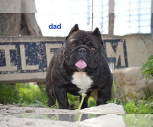 Father of the Bulldog puppies born on 05/03/2025