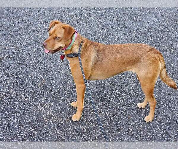 Medium Photo #13 Mutt Puppy For Sale in Calhoun, GA, USA