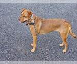 Small #12 Mutt