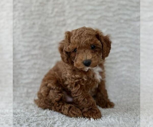 Medium Photo #1 Maltipoo Puppy For Sale in HONEY BROOK, PA, USA