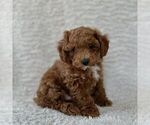 Small Maltipoo
