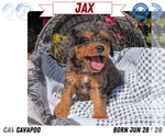 Small #10 Cavapoo