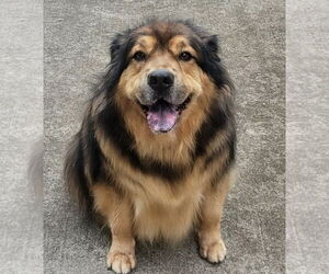 Golden Shepherd Dogs for adoption in Topeka, KS, USA