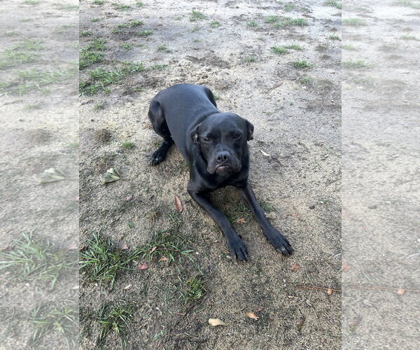 Medium Photo #5 Boxer-Unknown Mix Puppy For Sale in Eastman, GA, USA
