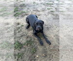 Small #4 Boxer Mix