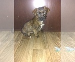 Puppy 1 Yorkshire Terrier