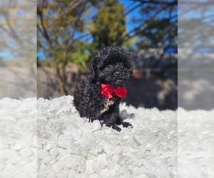 Yorkshire Terrier Puppy for sale in INDIANAPOLIS, IN, USA