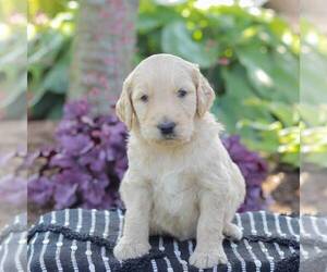 Goldendoodle Puppy for sale in NEW ENTERPRISE, PA, USA