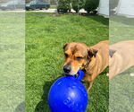 Small #27 Rottweiler Mix