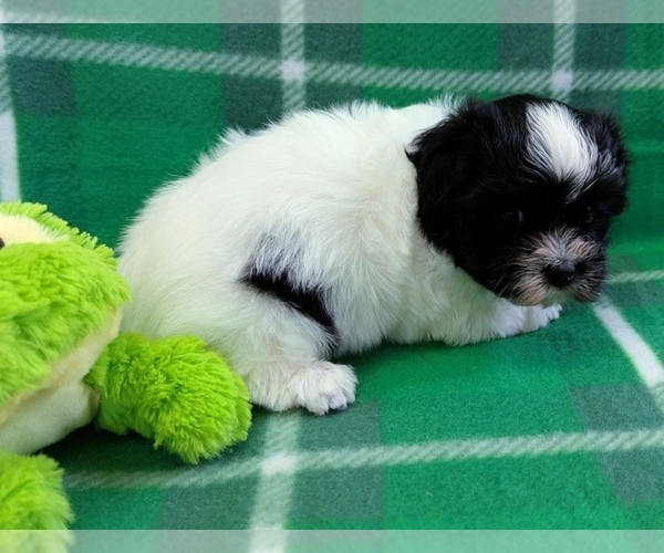 Medium Photo #4 Havanese Puppy For Sale in POST FALLS, ID, USA