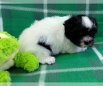 Small #3 Havanese