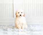 Small Photo #9 Poodle (Toy) Puppy For Sale in WARSAW, IN, USA