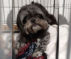 Shih Tzu Dogs for adoption in Canton, CT, USA