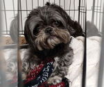 Small Shih Tzu