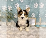 Small #2 Pembroke Welsh Corgi
