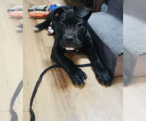 Tootsie Roll - Male Staffordshire Bull Terrier-Unknown Mix Dog for Adoption - Photo #4