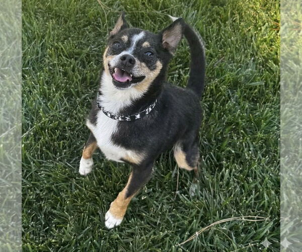 Medium Photo #3 Chihuahua-Unknown Mix Puppy For Sale in Newport Beach, CA, USA