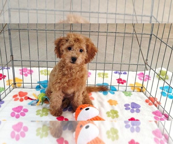 Medium Photo #4 Cavapoo mix (+ Poodle Miniature) Puppy For Sale in ORO VALLEY, AZ, USA